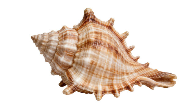 Spiky brown and white conch seashell, isolated on transparent background