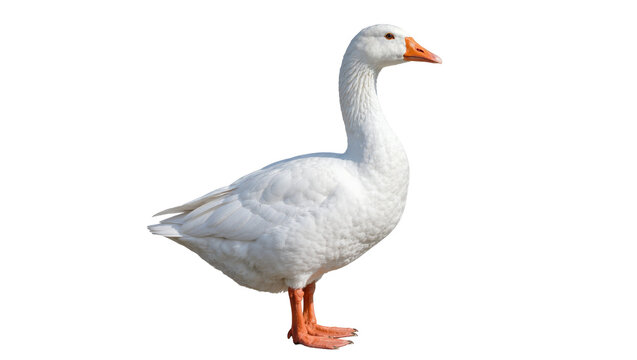 White goose with orange beak and feet, isolated on transparent background