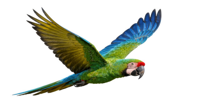 Vibrant green and blue macaw parrot in flight, isolated on transparent background