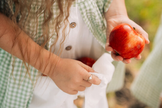 Child holding an apple while picking fruit in an orchard during autumn