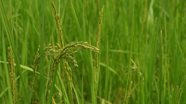 Close-up view of rice panicles growing in a lush green paddy field, highlighting young rice grains and fresh leaves in an agricultural landscape