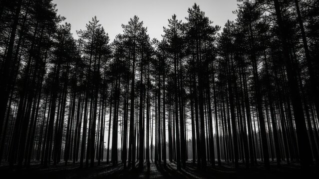 Tall pine trees in a dark and moody forest