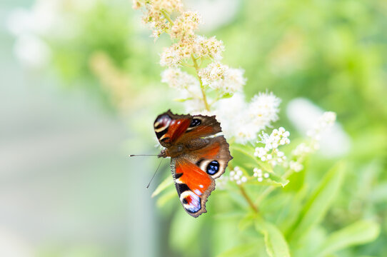 Peacock butterfly on a white spirea flower. Beautiful macro nature background with light airy bokeh, sunny summer garden texture, romantic softness style and copy space. Aglais io.