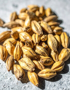Macro view of parched drought resistant barley grains scattered artistically on a grey concrete surface under harsh midday industrial lighting.