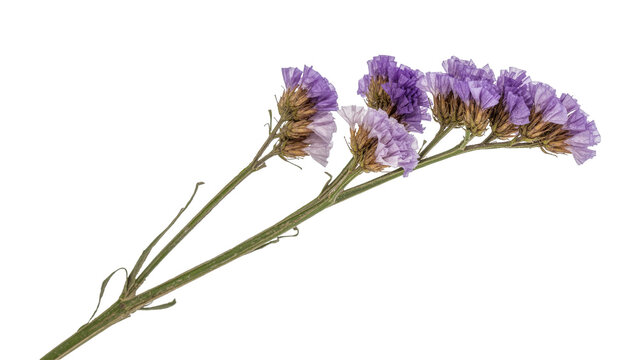 Delicate purple statice flowers on a thin green stem, isolated on transparent background