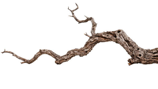 Gnarly weathered dead tree branch with rough bark texture, isolated on transparent background