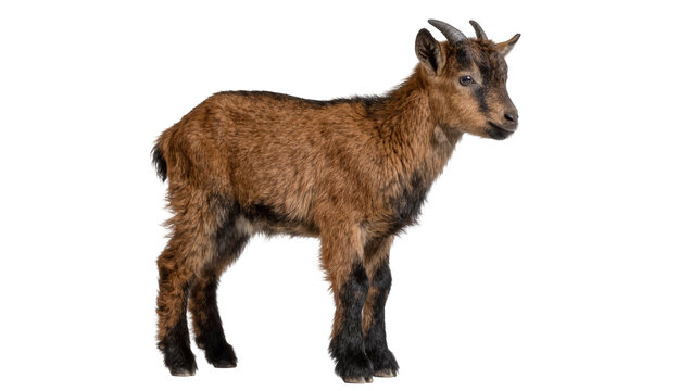 Brown baby goat with small horns standing profile, isolated on transparent background