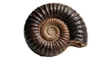 Dark brown ammonite fossil spiral shell, isolated on transparent background © Elena