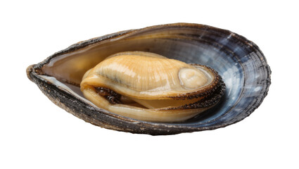 Single cooked mussel inside dark blue shell, isolated on transparent background © Elena