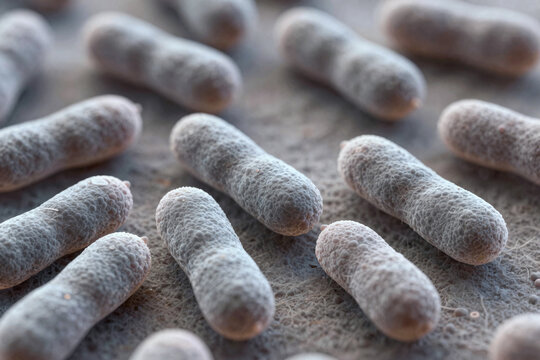 Close-up view of bacteria showing their structure and arrangement on a surface