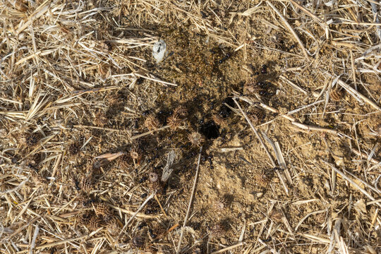 Ants creating anthill on dry ground in nature