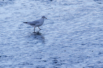 Fototapeta premium Seagull walking on the blue-toned muddy riverbed