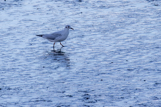 Seagull walking on the blue-toned muddy riverbed