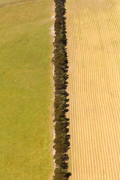 Aerial view of a line of trees separating a green pasture from a harvested golden field in Esperance, Western Australia, Australia.