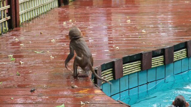 wet baby macaque climbing out of pool and shaking water on outdoor deck. young macaque explores water in nature reserve. wild macaque shows playful animal behavior in sanctuary