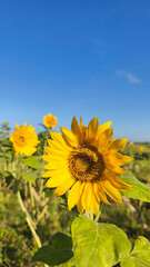 Fototapeta premium Sunflower and the blue sky background. Sunflowers plant growing in the field. Sun flower for spring or summer backgrounds.