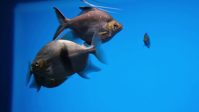 black barred silver dollar swimming in blue aquarium water. exotic silver dollar fish shows round body shape and dark vertical stripes. popular silver dollar in tropical freshwater tank