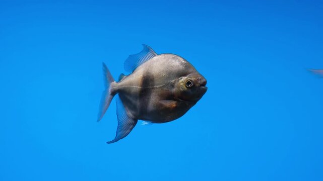 Black barred silver dollar fish (Myleus schomburgkii) swimming in a freshwater aquarium against a vibrant blue background.