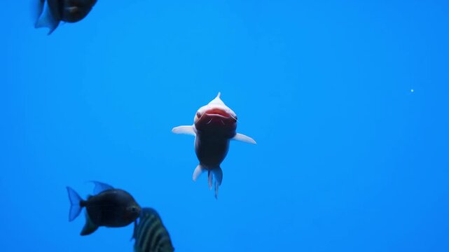 Albino pangasius catfish glide in aquarium water, showing graceful movement, pale bodies, visible fins, tails, and gills, with dark companion fish creating contrast in bright blue water