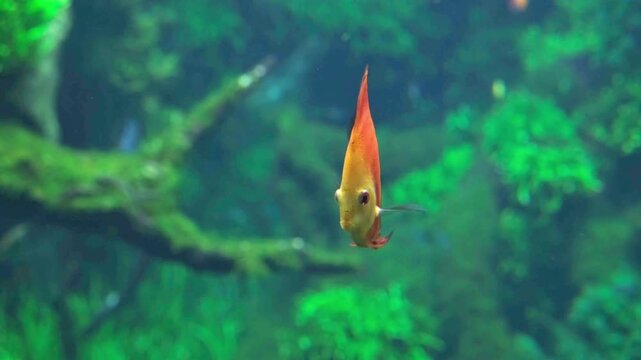 Vibrant red discus fish swimming in a freshwater aquarium with green aquatic plants and driftwood background. bright discus swimming in freshwater aquarium with green plants.