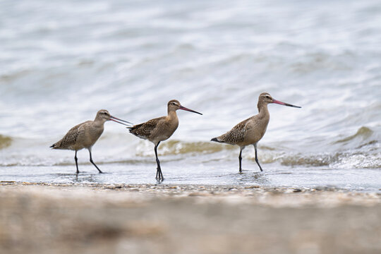 Three Black-tailed Godwits Wading in Shallow Coastal Water