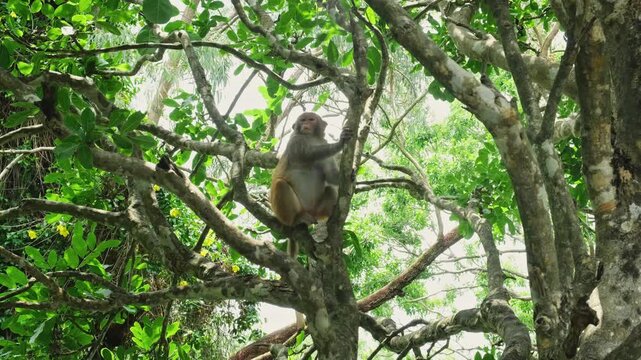 wild macaque sitting on thick tree branch and looking around. curious macaque observes surroundings in natural habitat. solitary macaque shows wild animal behavior in jungle environment