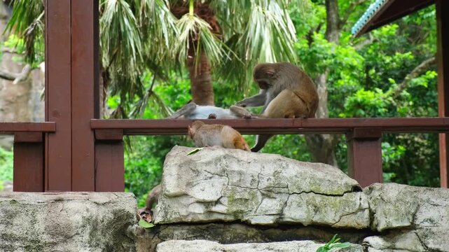 two baby macaque fighting over large palm leaf on wooden railing. adult monkey watches young family playing together outside. monkey family shows strong social bonds in wild nature