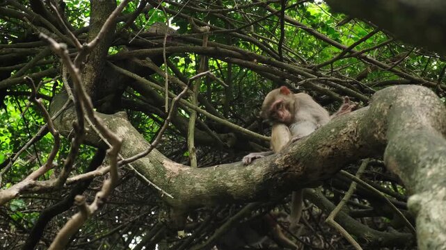 lonely outcast macaque sits alone in tree branches after expulsion. strict pack laws force sick outcast to leave group. survival of outcast in wild jungle is very hard