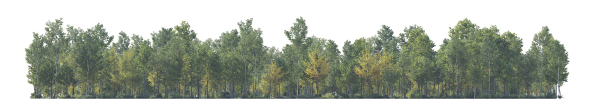 Forest front view in daytime haze due to distance aerial perspective (woodland, woods, forest scene) isolated PNG on a transparent background premium nature cutout