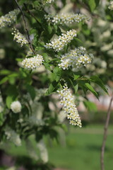 White bird cherry blossoms (Prunus padus) blooming on a branch with fresh green leaves in spring, soft natural background. © Liudmyla