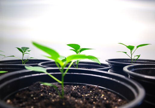 Young green pepper seedlings growing in black plastic pots with fertile soil indoors under artificial light for spring gardening