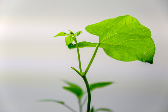 Young green bean seedling with bright leaves growing indoors in springtime to prepare for summer organic gardening
