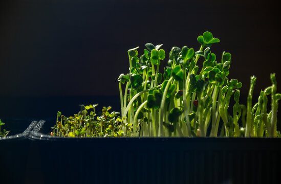 Fresh green microgreens growing in plastic tray container indoors under harsh dramatic lighting for organic healthy superfood