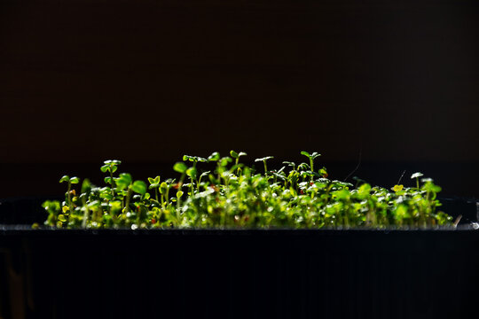Small green watercress microgreens growing in black plastic tray container indoors under bright sun light for healthy food