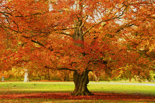 Herbstbuche
