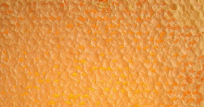 Wooden beehive frame with honeycombs close-up video. Combs full of honey sealed with wax caps.