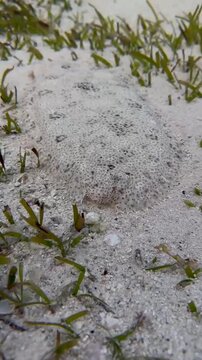 Marbled Sole Swimming Away Over Sandy Seabed
