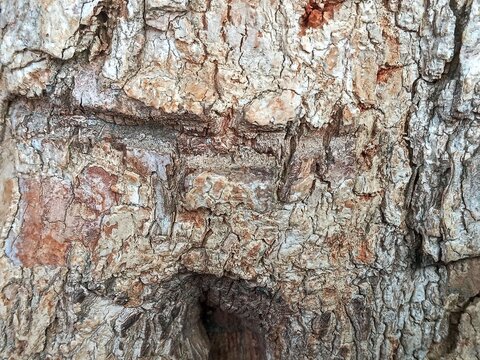 tree bark texture