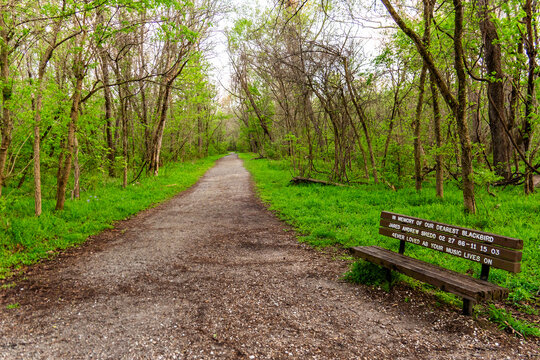 Forest Path with Bench in Park