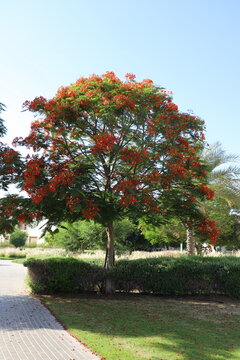 A large royal poinciana tree, Delonix regia, covered with abundant red-orange blossoms in a landscaped garden under a clear blue sky.