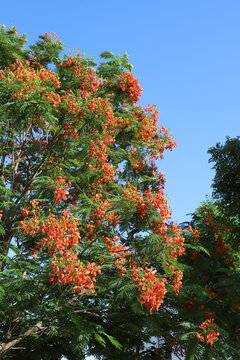 A large royal poinciana tree, Delonix regia, covered with abundant red-orange blossoms in a landscaped garden under a clear blue sky.