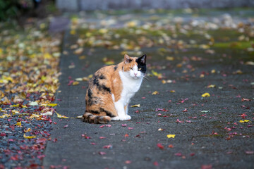 Japanese calico cat © Fukusuke_Japan