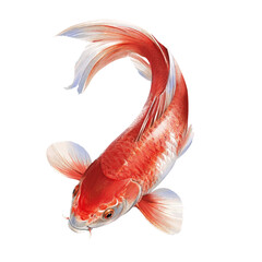 Red Koi Fish, Realistic Asian Pastel Illustration Isolated, Japanese theme art, Japanese fish, Red fish, Asian illustration © slaviuk