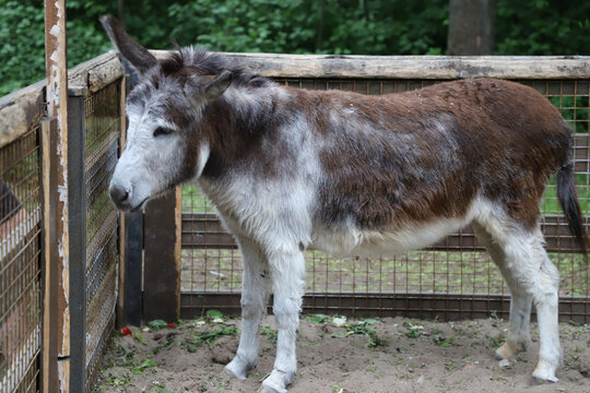 Brown and white donkey standing in a rustic outdoor enclosure, viewed in profile. The animal has a distinctive dark coat, light muzzle and long ears, with a natural green background and wooden fencing