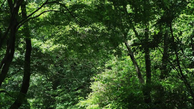 Forest,Forest Road,Camera Work,Movement,Shallow Depth,Dense