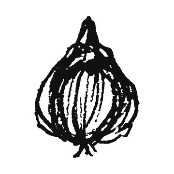 vector illustration of an onion