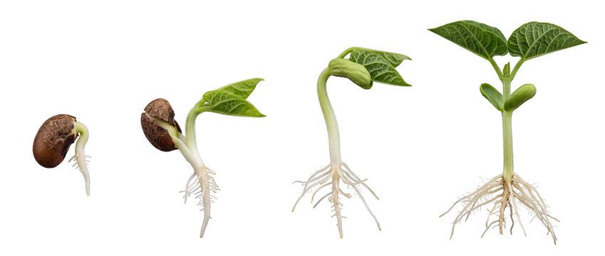 Plant germination growth stage seedling growing from seed with roots on black background. Stages of plant development showing root evolution, botanical life cycle, sprouting bean, agriculture macro.