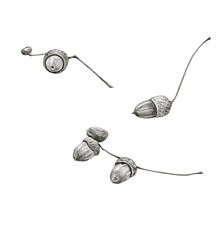 Hand Drawn Acorn Set Isolated on White Background, Botanical Pencil Sketch © Natalia Davydenko