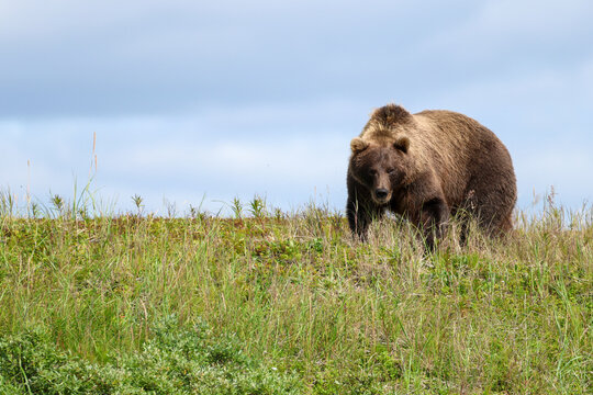 Wild Alaskan brown bear roaming the Alaska tundra. The grizzly bear territory runs along the Egegik river near Bristol Bay