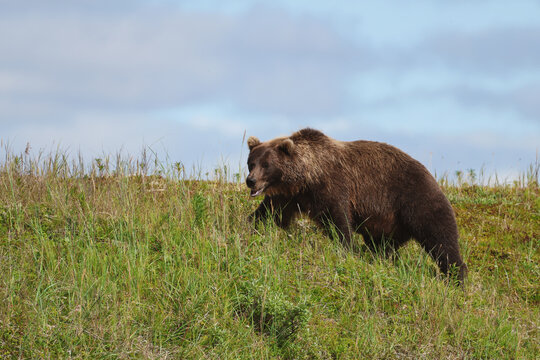 Wild Alaskan brown bear roaming the Alaska tundra. The grizzly bear territory runs along the Egegik river near Bristol Bay